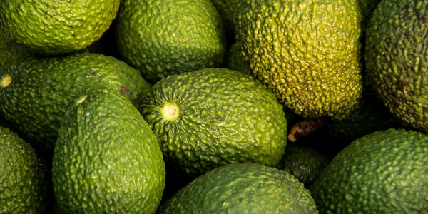 Avocado