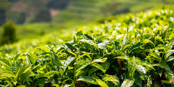 Burundi Tea field