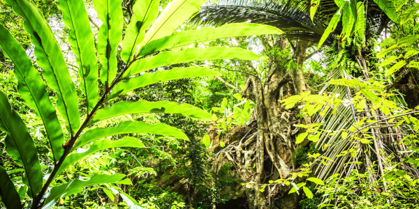 Green Forest