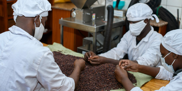  Quality process during cocoa bean sorting