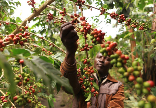 Coffe berries farmer