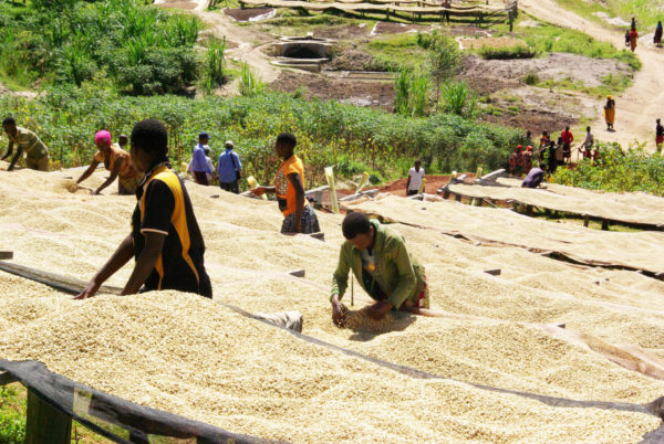 coffee burundi
