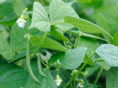 Green beans on a plant