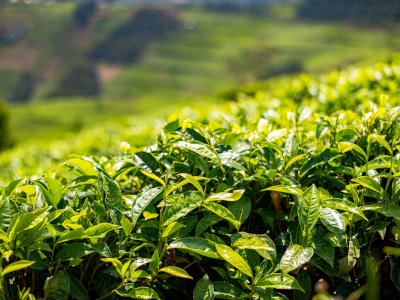 Tea field